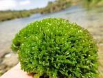 Moss sp.Crete