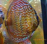Brown Turquoise19