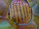 Brown Turquoise 32