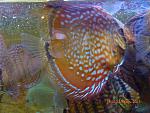 Brown Turquoise6
