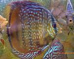 Brown Turquoise10