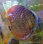 Brown Turquoise22