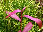 Persicaria Sao Paulo