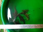 IMG 20130704 214913[1]