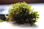 Moss sp.Crete