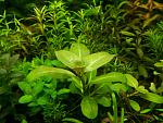 Ludwigia Alata