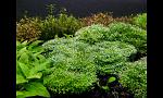 Riccia Dwarf