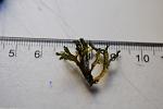 Moss sp.Crete