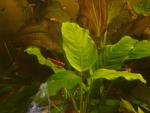 Anubias Barteri var nana wrinkle leaf.