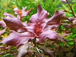 Ludwigia Ovalis Pink