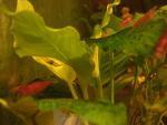 Anubias Barteri var nana wrinkle leaf.