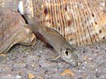 Callochromis macrops 'Ndole'