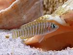 Neolamprologus similis