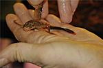 Ancistrus-LDA-16-long-fin