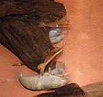 Atyopsis molucensis+Ataya gibbones (gabbonensis)