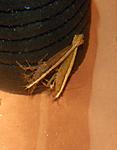 Atyopsis molucensis