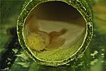 Ancistrus Sp Albino