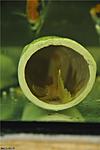 Ancistrus Sp Albino