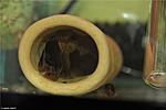 Ancistrus-LDA-16-long-fin