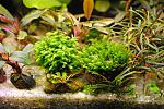 Fissidens grandifrons+Fissidens sp. "Thailand"