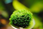 Fissidens sp. Mini