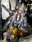 P.metallica 2