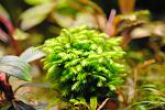 Fissidens grandifrons