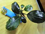 Bucephalandra sp. Dark Silver Grey