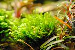 Fissidens sp. "Thailand"