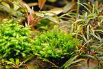 Fissidens sp. "Thailand"