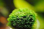 Fissidens sp. Mini