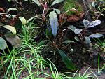 Bucephalandra cf. motleyana Deep Purple