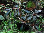 Bucephalandra sp. Kedagang