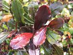 bucephalandra kir royale 300x225