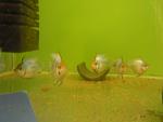 "  " Microgeophagus ramirezi Electric Blue