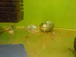 "  " Microgeophagus ramirezi Electric Blue
