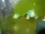 "  " Microgeophagus ramirezi Electric Blue