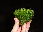 riccia slender