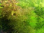 Limnophila Guinea Dwarf
