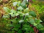Acmella Repens 05