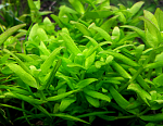 Bacopa Japan