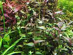 Sphaerocaryum malaccense