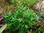 gratiola aurea 01