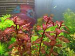 Ludwigia Guinea