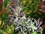 Ludwigia inclinata pink