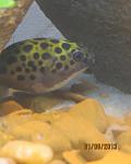  etraodon nigroviridis