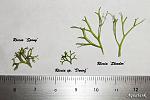 riccia fluitans varieties