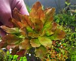 ludwigia pilosa sphaerocrapa 02