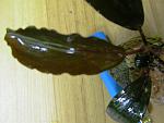 Bucephalandra sp. Wevy Leaf, Melawi