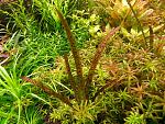 Vallisneria Spiralis  Leopard 1